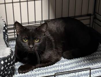 Domestic Short Hair Cats Available for Adoption - Gunter | PetCurious