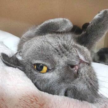 Domestic Short Hair Cats Available for Adoption in Michigan City, Indiana - Baby | PetCurious