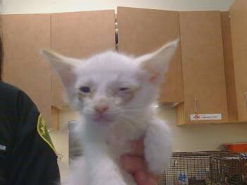 A921828 -  Domestic Short Hair Cat for Adoption in Sacramento, California - A921828 | PetCurious