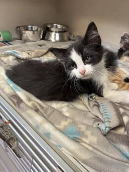 PUFFER -  Domestic Medium Hair and Domestic Short Hair Cat for Adoption in Cookeville, Tennessee - PUFFER | PetCurious
