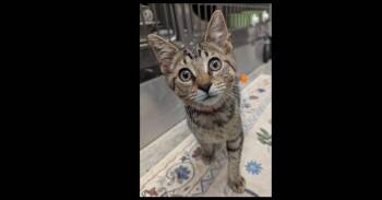 Storm -  Domestic Short Hair Cat for Adoption in Ruskin, Florida - Storm | PetCurious