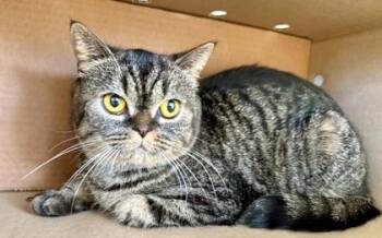 Persian and Domestic Short Hair Cats Available for Adoption - Sweetie Pie | PetCurious