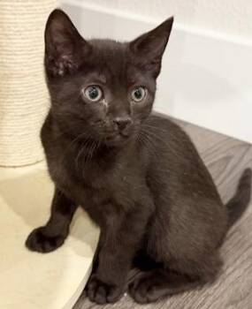 Domestic Short Hair Cats Available for Adoption in North Highlands, California - Woodstock W | PetCurious