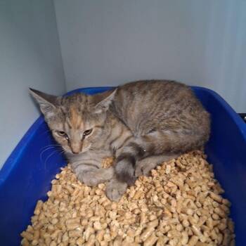 Darcey -  Domestic Short Hair Cat for Adoption in Kingman, Arizona - Darcey | PetCurious