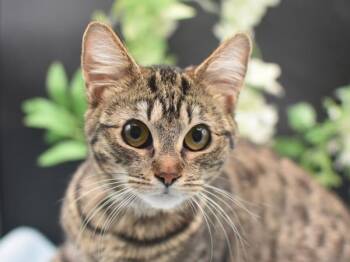 Domestic Short Hair Cats Available for Adoption - Gadget | PetCurious