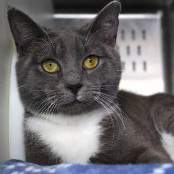 Domestic Short Hair Cats Available for Adoption in Hopkinton, Massachusetts - Eli | PetCurious