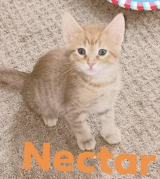 Nectar -  Domestic Short Hair Cat for Adoption in Cincinnati, Ohio - Nectar | PetCurious