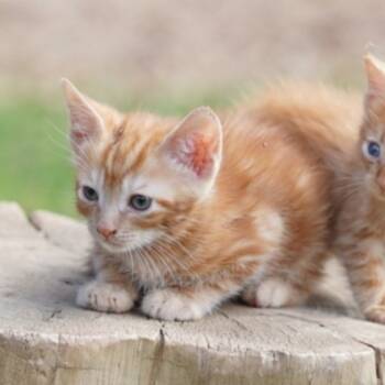 Rescue Domestic Short Hair Cats for Adoption in Auburn, Alabama - Wilt | PetCurious