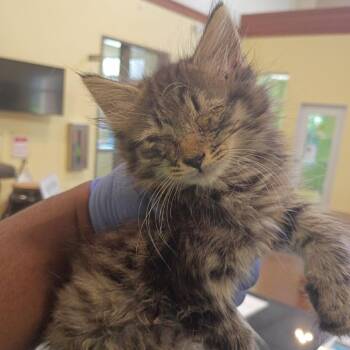 Aldi -  Domestic Short Hair Cat for Adoption in Lynchburg, Virginia - Aldi | PetCurious