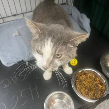 Rescue Domestic Short Hair Cats for Adoption in La Grange, Kentucky - Thomas | PetCurious