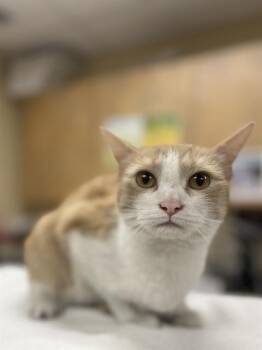 Domestic Short Hair Cats Available for Adoption in Aliquippa, Pennsylvania - CAPRI | PetCurious
