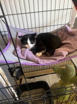 Rescue Domestic Short Hair Cats for Adoption in Ogden, Utah - Tuxie | PetCurious