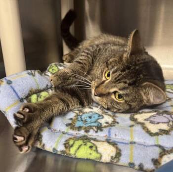 Domestic Short Hair Cats Available for Adoption in Vancouver, Washington - Baby | PetCurious