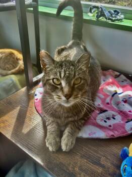 Tabby Cats Available for Adoption in Grand Rapids, Michigan - Krypton | PetCurious