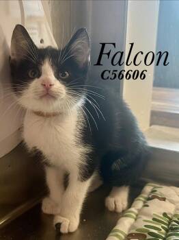 Falcon (Tan collar) -  Domestic Short Hair Cat for Adoption in Clarksville, Tennessee - Falcon (Tan Collar) | PetCurious