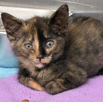 Brooklyn -  Domestic Short Hair Cat for Adoption in Hartsville, South Carolina - Brooklyn | PetCurious