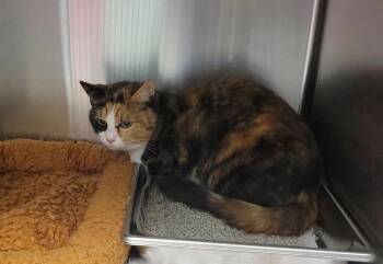 Calico and Domestic Short Hair Cats Available for Adoption in Leavenworth, Kansas - 25-0790 "Denver" | PetCurious