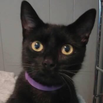 Rescue Domestic Short Hair Cats for Adoption in Brighton, New York - Merrie (Sweet Little Survivor) | PetCurious