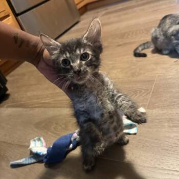 Milo -  Domestic Medium Hair Cat for Adoption in Springfield, Illinois - Milo | PetCurious