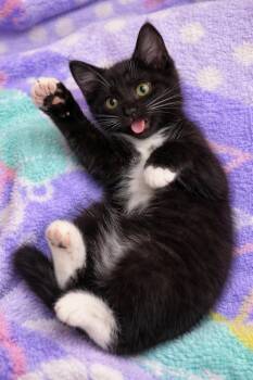 Domestic Medium Hair and Tuxedo Cats Available for Adoption - Minnie And Mickey  - MUST Be Adopted Together | PetCurious