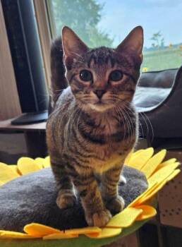Crumble -  Domestic Short Hair Cat for Adoption in Sioux City, Iowa - Crumble | PetCurious