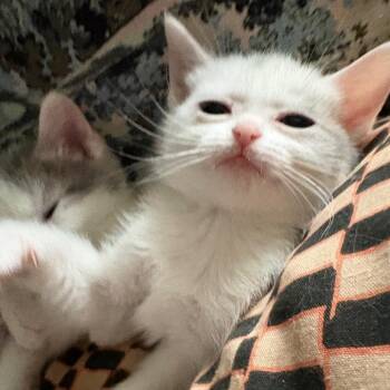 Fritter -  Domestic Short Hair Cat for Adoption in Johnstown, Pennsylvania - Fritter | PetCurious
