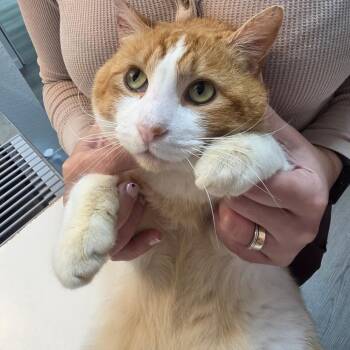 Domestic Short Hair Cats Available for Adoption - Garfield | PetCurious