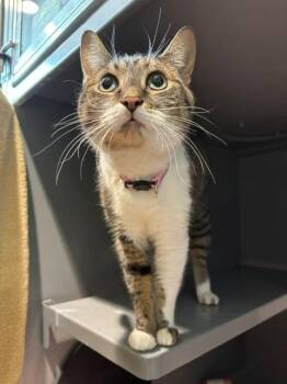 EMMA -  Domestic Short Hair Cat for Adoption in Leesburg, Virginia - EMMA | PetCurious
