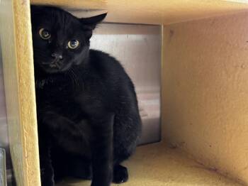 Domestic Medium Hair Cats Available for Adoption in Parker, Colorado - Halee | PetCurious