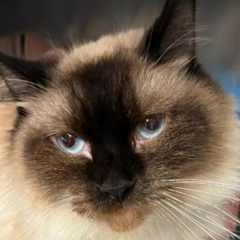 Smokey -  Siamese and Domestic Long Hair Cat for Adoption in Warrensburg, Missouri - Smokey | PetCurious