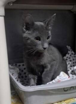 Pinot -  Domestic Short Hair Cat for Adoption in Marshall, North Carolina - Pinot | PetCurious