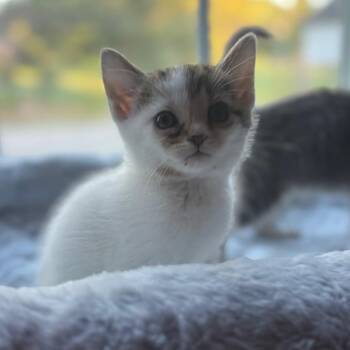 Frank -  Domestic Short Hair Cat Available for Adoption in La Grange, Kentucky - Frank | PetCurious