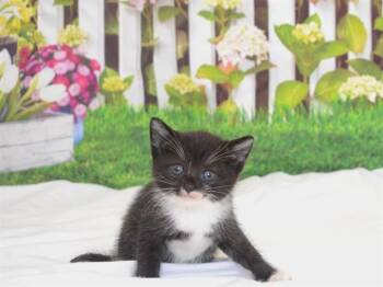 Domestic Short Hair Cats Available for Adoption in Oroville, California - BO | PetCurious