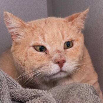 Domestic Short Hair Cats Available for Adoption in Seattle, Washington - Lizard King | PetCurious