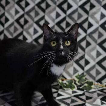 Domestic Short Hair Cats Available for Adoption in Wheaton, Illinois - Elliot | PetCurious
