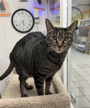 Rescue Domestic Short Hair Cats for Adoption in Rockaway, New Jersey - Aaron RM | PetCurious