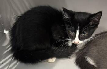 Pen 40 Kimmy -  Domestic Short Hair Cat for Adoption in Lawrenceville, Georgia - Pen 40 Kimmy | PetCurious