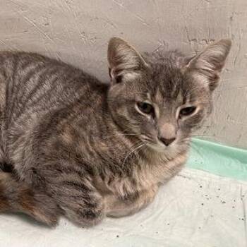 Wilma -  Domestic Short Hair Cat for Adoption in Georgetown, Kentucky - Wilma | PetCurious