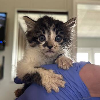 Rescue Domestic Medium Hair Cats for Adoption in Troy, Illinois - Jordan | PetCurious