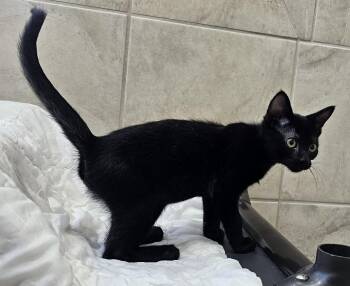 Athlete -  Domestic Short Hair Cat for Adoption in Canon City, Colorado - Athlete | PetCurious