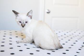 Juniper -  Siamese Cat for Adoption in Fort Worth, Texas - Juniper | PetCurious