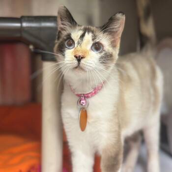 D47131 Shangrila -  Siamese Cat for Adoption in Port Washington, New York - D47131 Shangrila | PetCurious