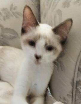 Siamese Cats Available for Adoption in Oakland Park, Florida - Connor | PetCurious