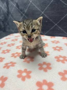 Rescue Domestic Short Hair Cats for Adoption in Wabash, Indiana - Lemon | PetCurious