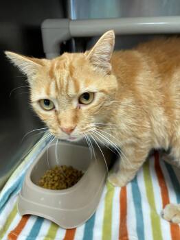 Rescue Domestic Short Hair Cats for Adoption in Benton Harbor, Michigan - Linus | PetCurious