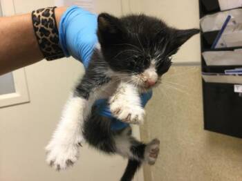 A1931892 -  Domestic Short Hair Cat for Adoption in Riverside, California - A1931892 | PetCurious
