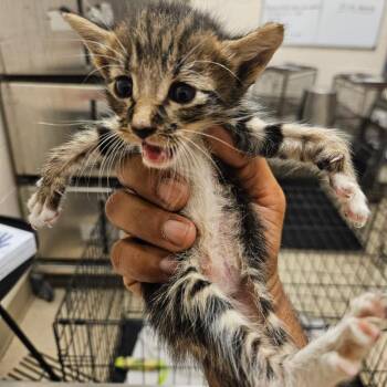 SCFL-Stray-66688_2 -  Domestic Short Hair Cat for Adoption in Lake Panasoffkee, Florida - SCFL-Stray-66688_2 | PetCurious