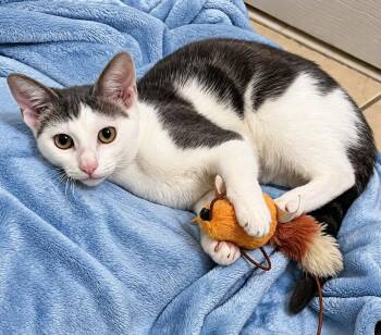 Jewel 5 months AVA 10/8 -  Domestic Short Hair Cat for Adoption in Sterling, Massachusetts - Jewel 5 Months AVA 10/8 | PetCurious