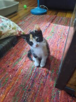 Tootsie (Roll) -  Domestic Short Hair Cat for Adoption in Hamilton, Ohio - Tootsie (Roll) | PetCurious