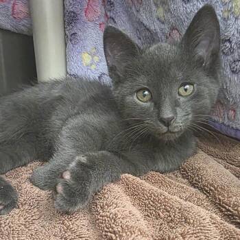 Neptune -  American Shorthair Cat for Adoption in Fort Wayne, Indiana - Neptune | PetCurious